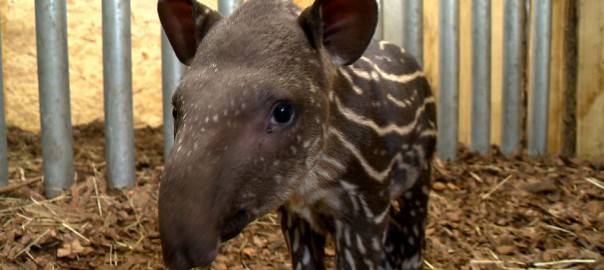 12.24. tapirbebi szuletett