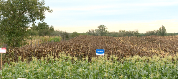 A megyében várhatóan mind a kukorica-, mind a napraforgótermés elmarad az országos átlagtól.