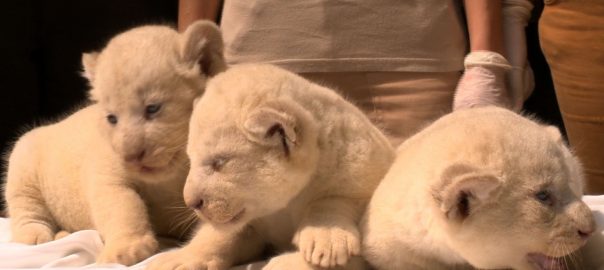 Fehér oroszlánkölykök a Nyíregyházi Állatparkban