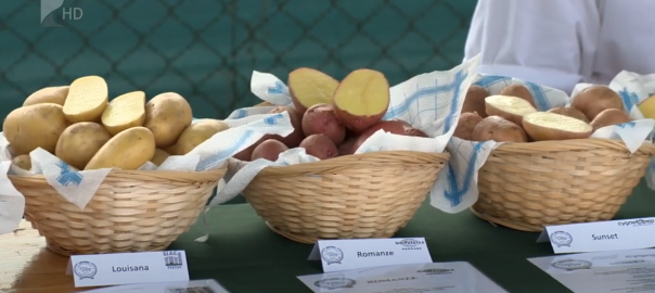 55 különböző fajtájú burgonyát ismerhettek meg Gyulatanyán