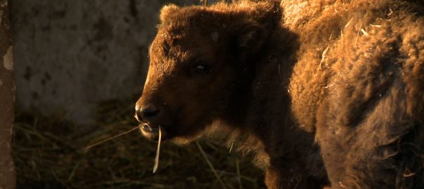 Európai bölényborjú született a Nyíregyházi Állatparkban