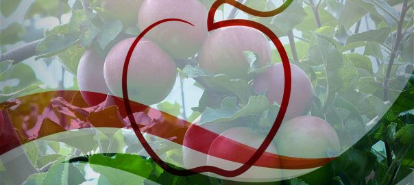 Nemzeti érték lett a szabolcsi almatermesztés agrokultúrája