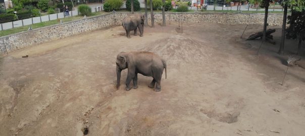 Azsiai elefantot kellett vizsgalni