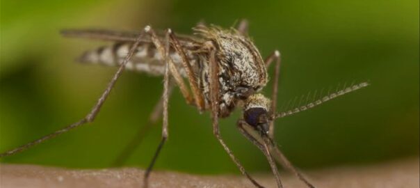 Csütörtökön megkezdik a megyében a földi szúnyoggyérítést